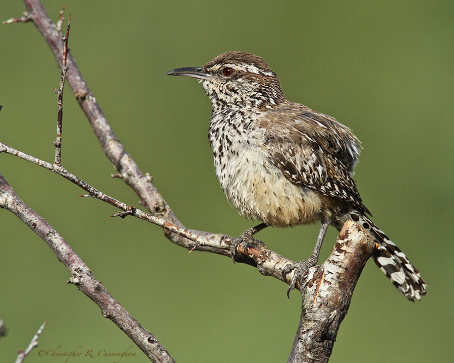 Cactus Wren at Cave Creek Ranch, Arizona