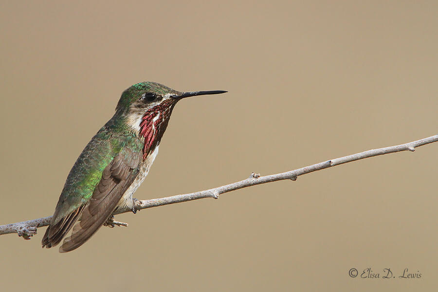 Male Calliope Hummingbird at Franklin Mountains State Park, Texas