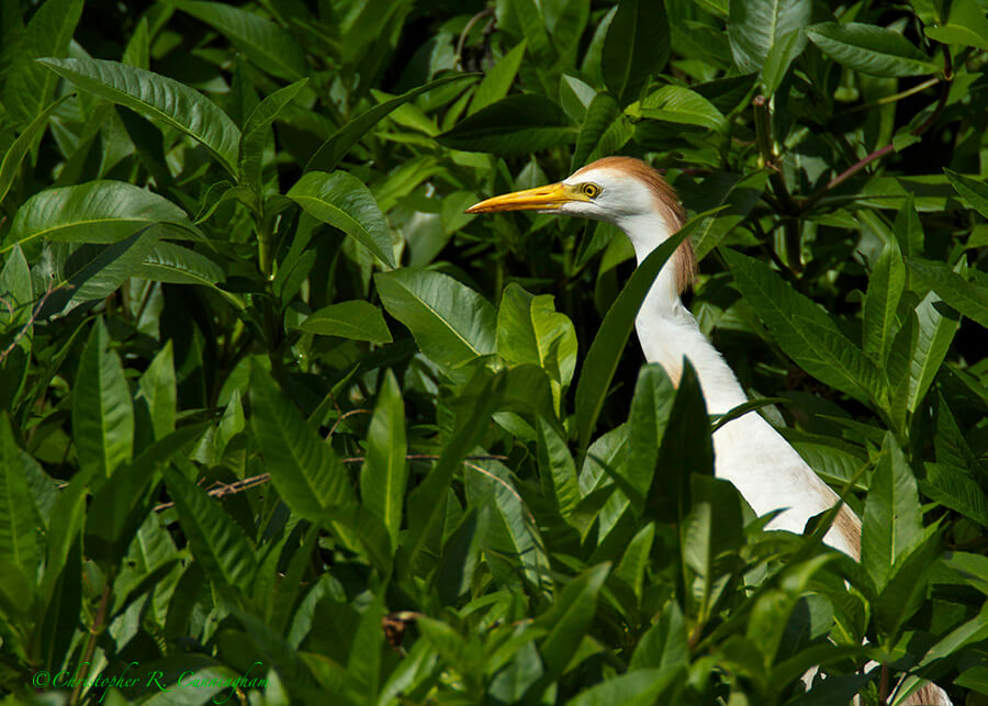 Cattle Egret at Brazos Bend State Park, Texas