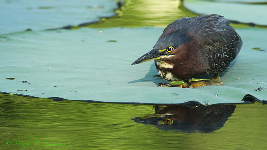 Crouching Green Heron at Brazos Bend State Park, Texas