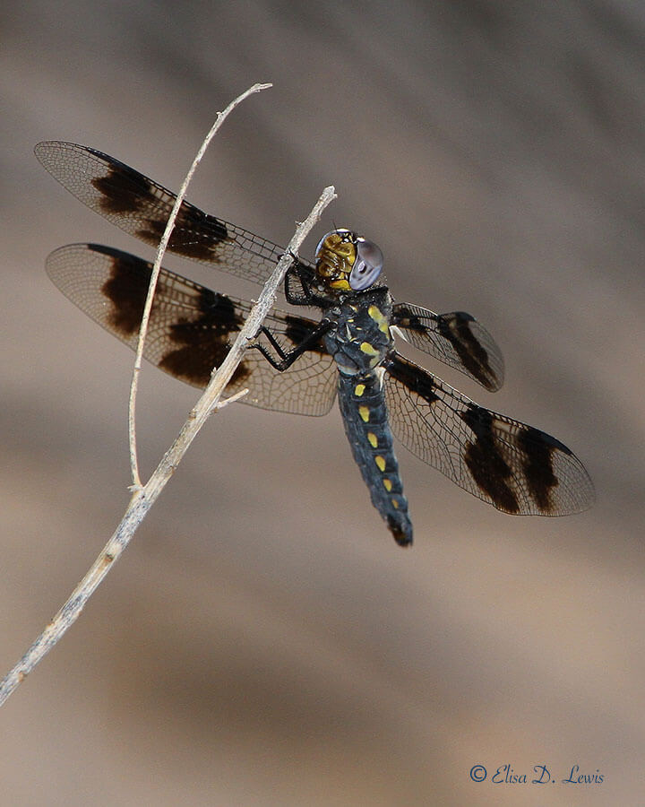 Female Eight-spotted Skimmer Dragonfly at Bitter Lake NWR, New Mexico