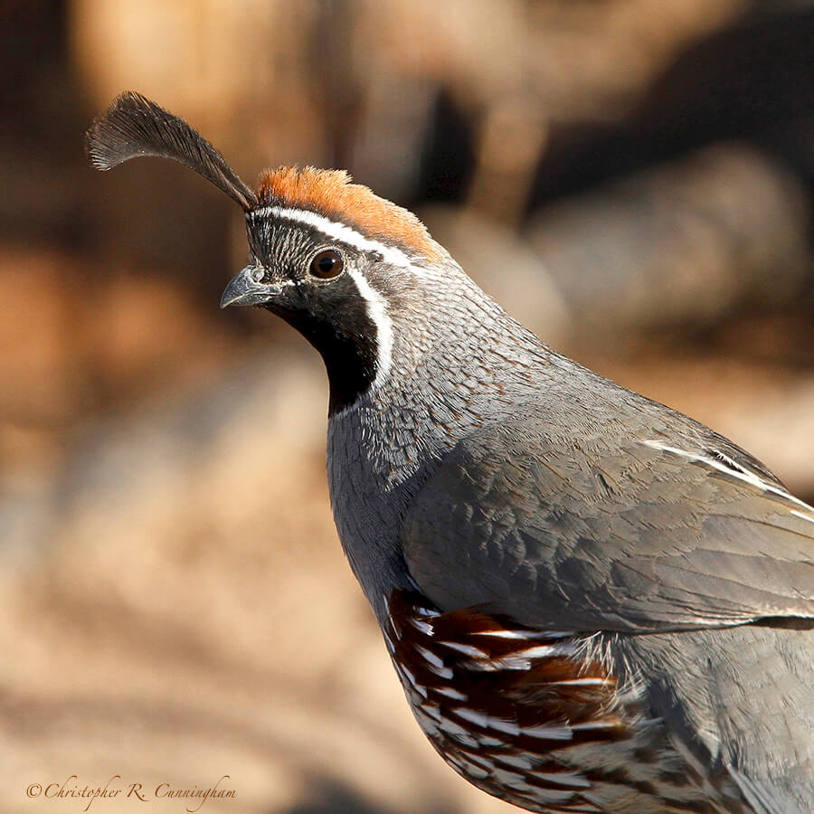 Male Gambel's Quail at Franklin Mountain State Park, West Texas