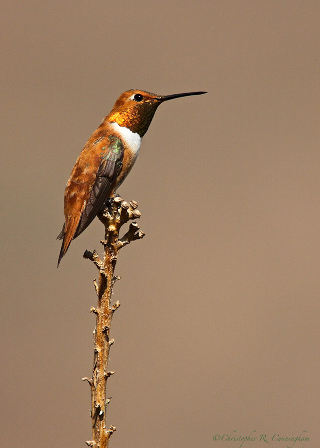 Male Rufous Hummingbird at Franklin Mountains State Park, West Texas