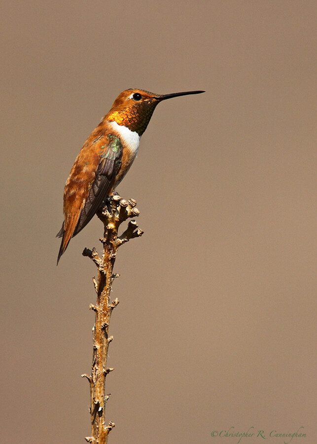 Male-Rufous-Hummingbird-CCunningham Male Rufous Hummingbird at Franklin Mountains State Park, West Texas