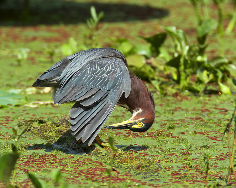 Nitpicking Green Heron at Brazos Bend State Park, Texas