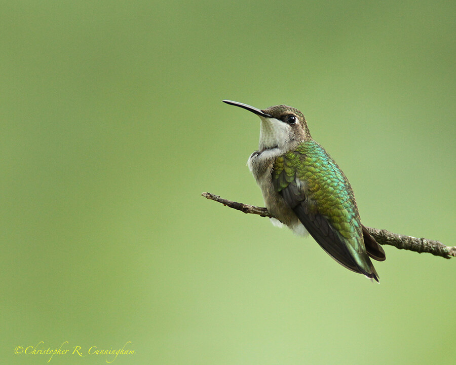 Ruby-throated Hummingbird at Edith L. Moore Nature Sanctuary, west Houston.