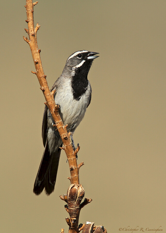 Singing Black-throated Sparrow at Franklin Mountains State Park, West Texas