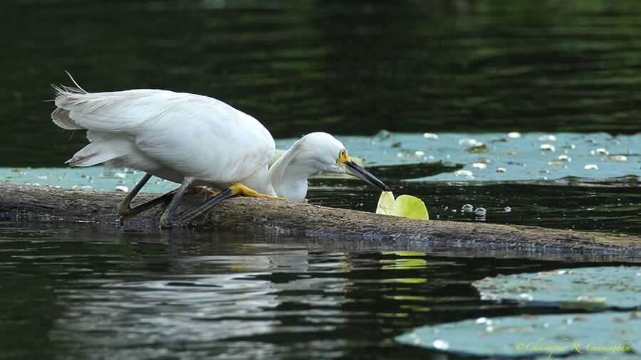 A Snowy Egret rests on its tarsometatarsi to hunt at Brazos Bend State Park, Texas
