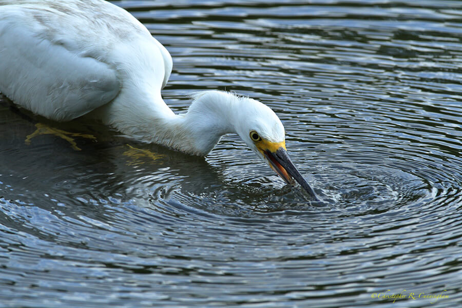 Snowy Egret bubbling and crouching at Brazos Bend State Park, Texas