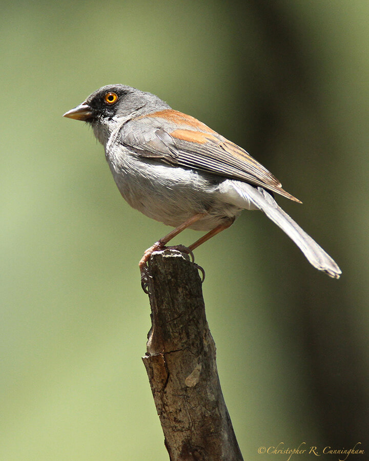 Yellow-eyed Junco at Barfoot Park, Arizona