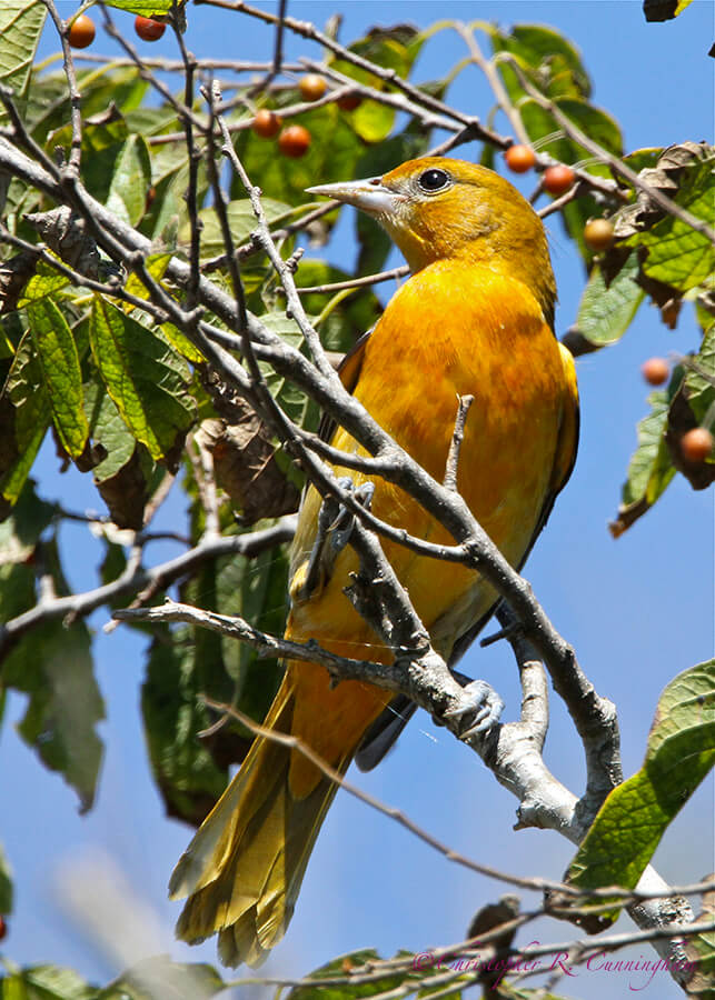 Hackberries and Spiders: A first fall male Baltimore Oriole hunts spiders on fruit-laden hackberry tree. Photo taken in late September at Anahuac National Wildlife Refuge.