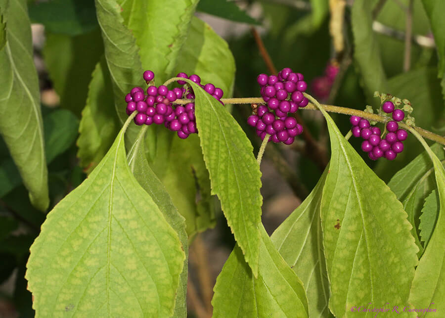 Beauty berries at Edith L. Moore Nature Sanctuary, Houston.