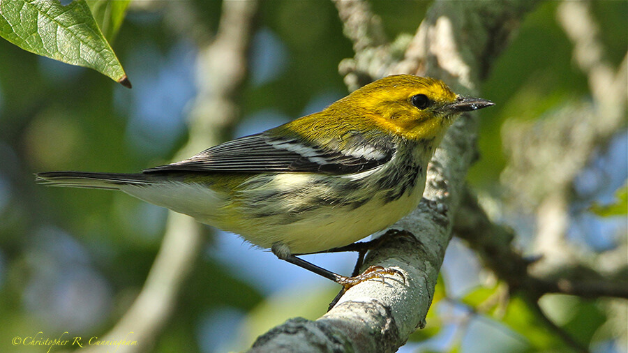 A Black-throated Green Warbler hunts insects and spiders on a hackberry tree.