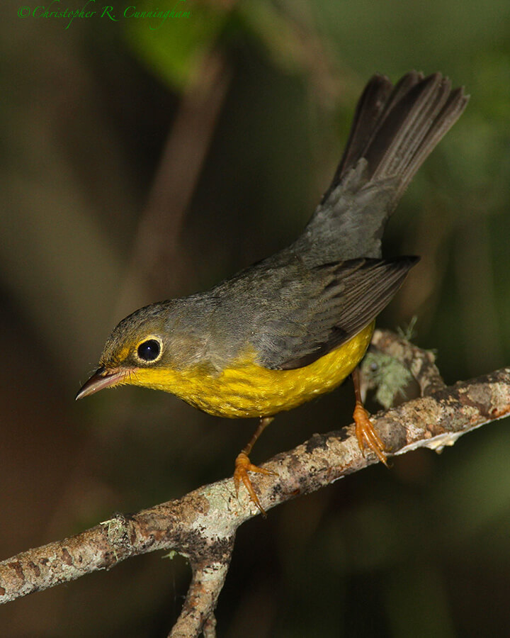 Canada Warbler at Lafitte's Cove, Galveston Island, Texas