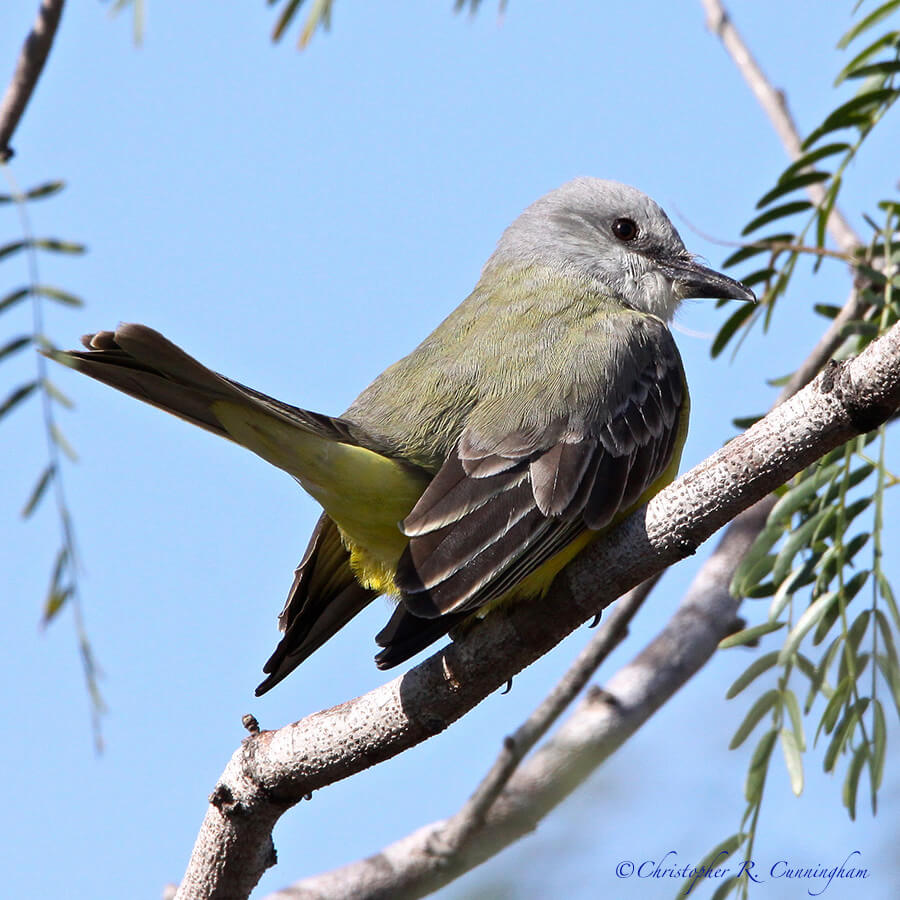 Couch's Kingbird, South Texas