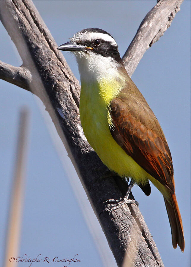 Great Kiskadee at Santa Ana National Wildlife Refuge.