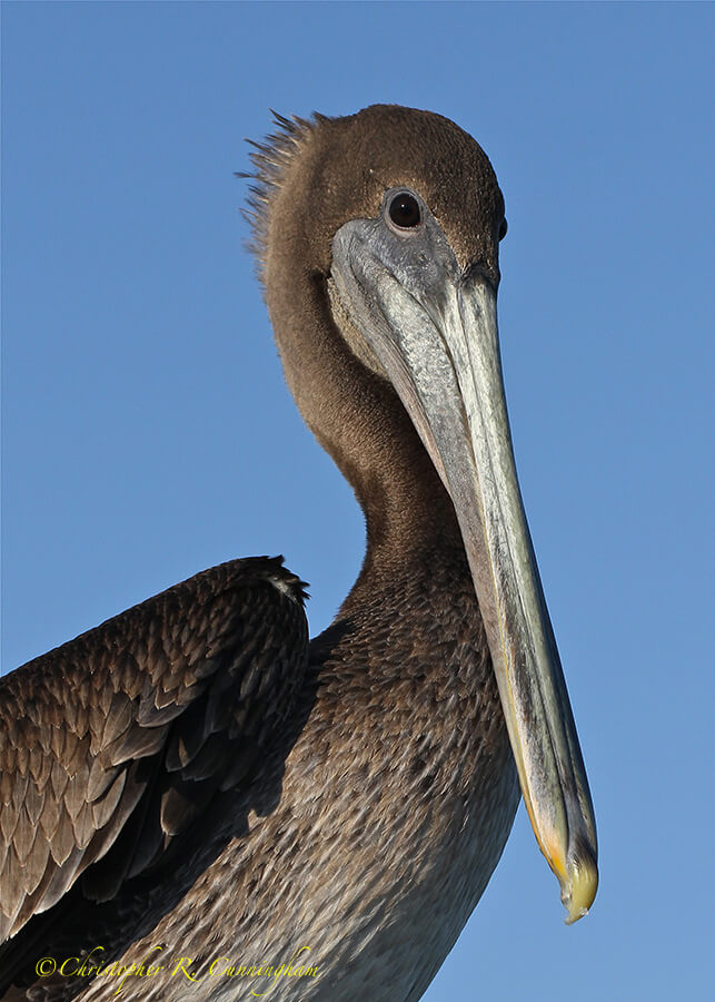 Juvenile Brown Pelican at Corpus Christy, Texas. Canon EOS 7D/100mm f/2.8L IS Macro. Hand-held, natural light.