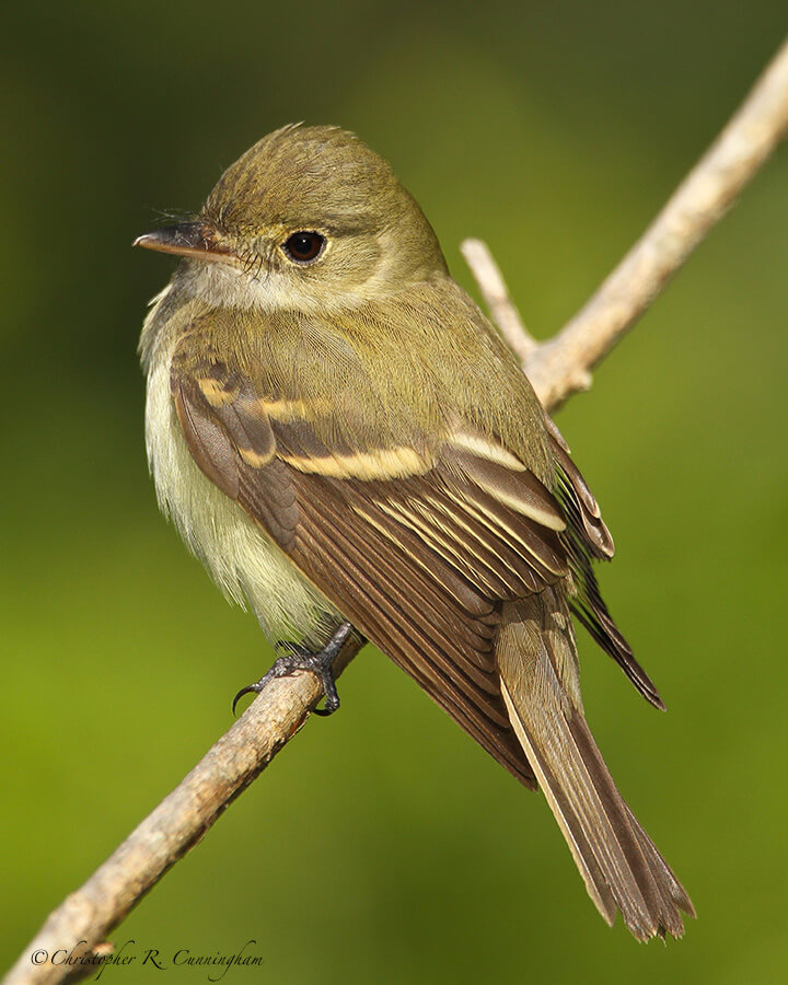 Least Flycatcher at Lafitte's Cove during spring migration 2013