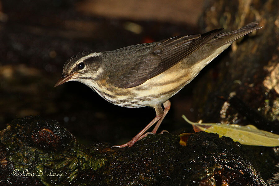 Louisiana Waterthrush attracted to the dripper at Lafitte's Cove on Galveston Island, TX