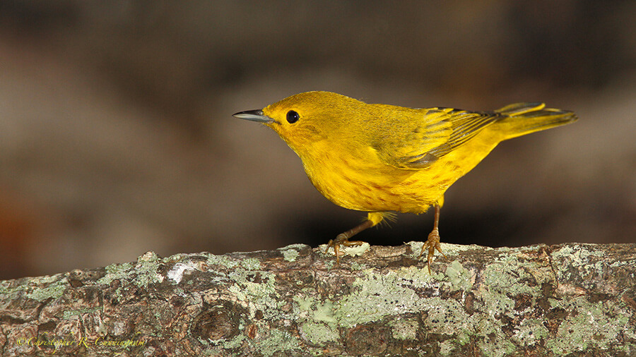 Male Yellow Warbler on September 1, 2013 at Lafitte's Cove, Galveston Island, Texas