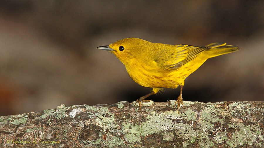Male-Yellow-Warbler-Lafittes-CCunningham Male Yellow Warbler on September 1, 2013 at Lafitte's Cove, Galveston Island, Texas