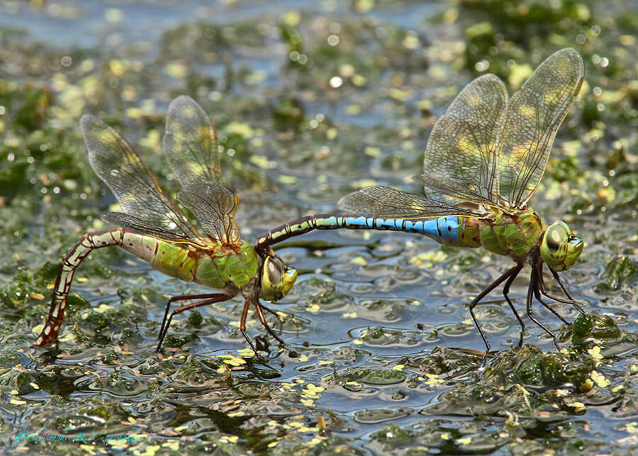 Anax-Pair-CCunningham