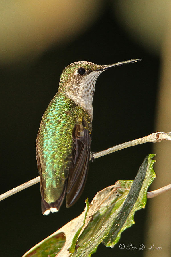 juvenile male Ruby-throated hummingbird at Lafitte's Cove, Galveston Island