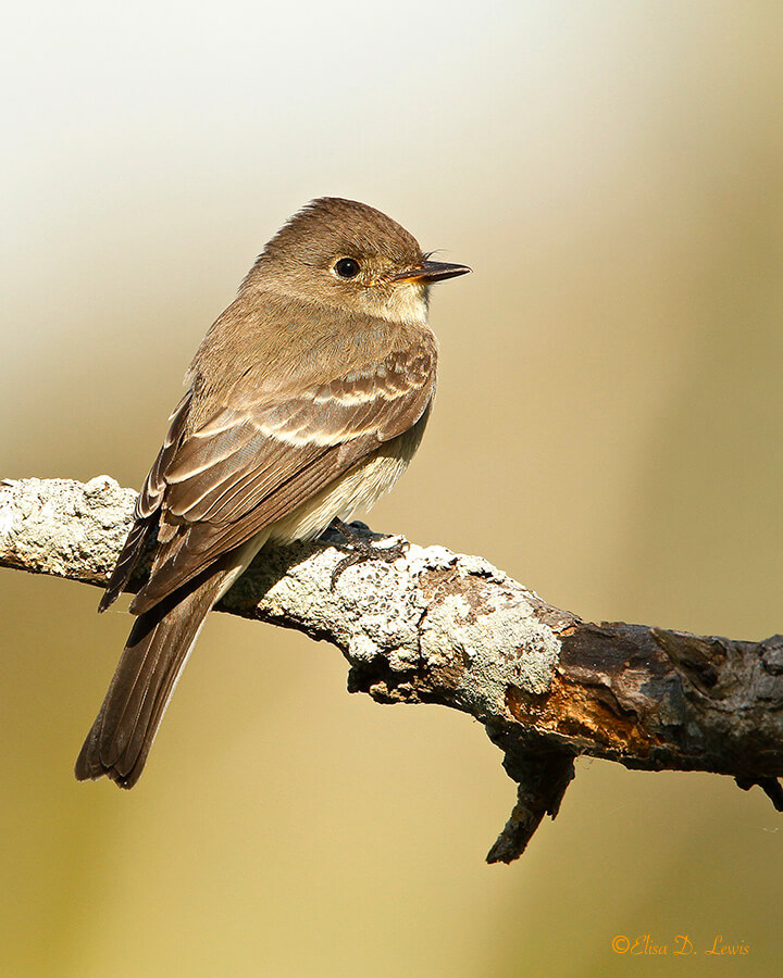 Yellow-bellied Flycatcher at Anahuac National Wildlife Refuge, Texas.