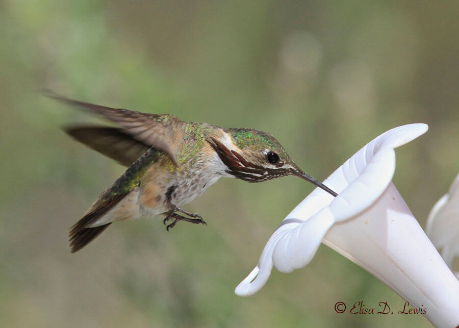 Hovering male Calliope Hummingbird drinking from a sugar-water feeder