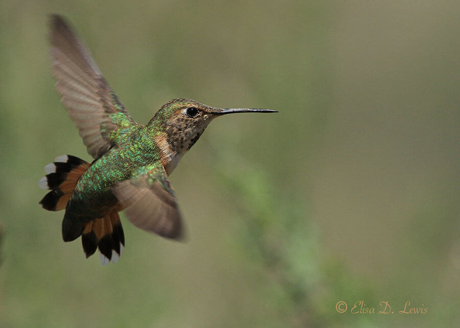 Juvenile male Rufous Hummingbird in flight