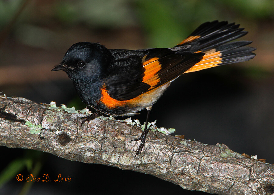 Male American Redstart at Lafitte's Cove, Galveston Island, Texas.