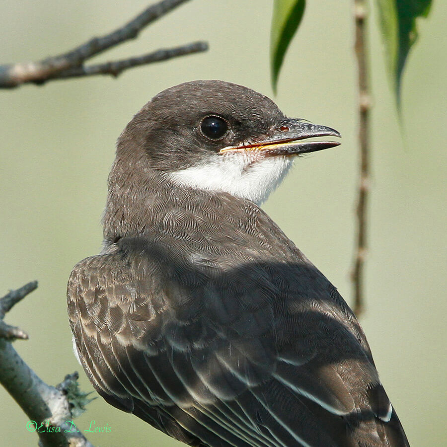 Eastern Kingbird at Anahuac National Wildlife Refuge, Texas
