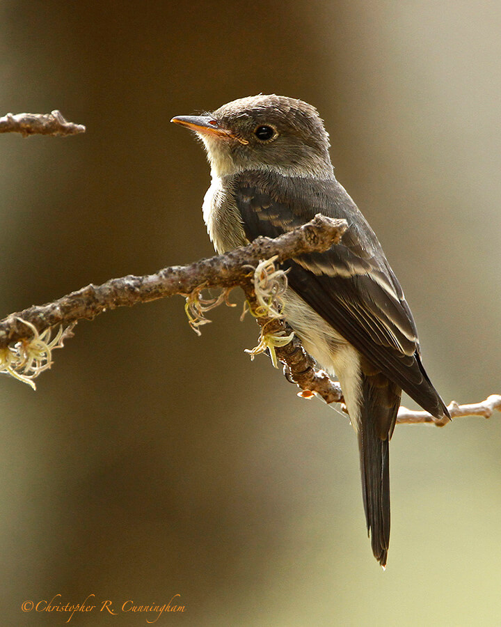 Eastern Wood-Pewee at Lost Maple State Natural Area, Central Texas.