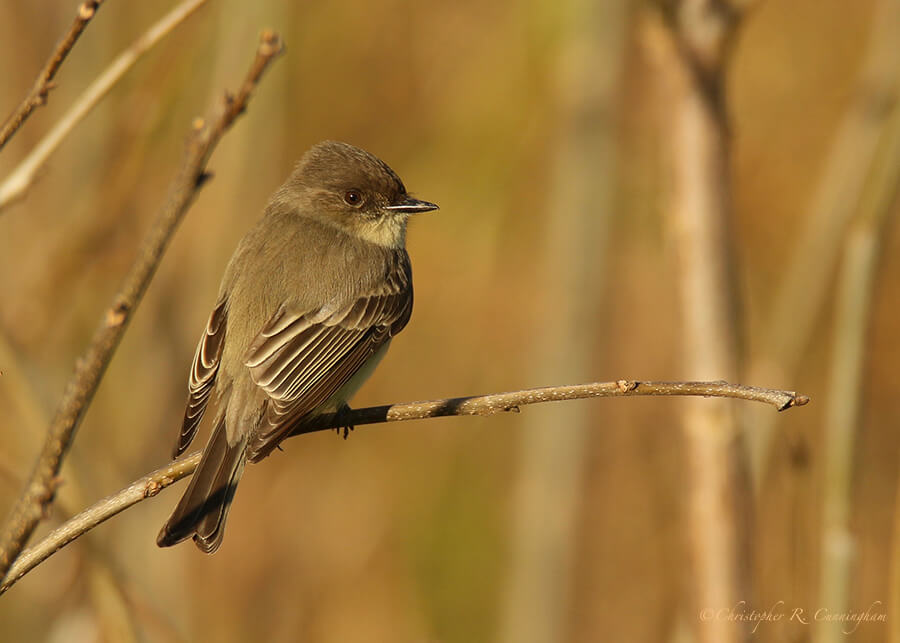 Eastern Phoebe, BBSP, Texas