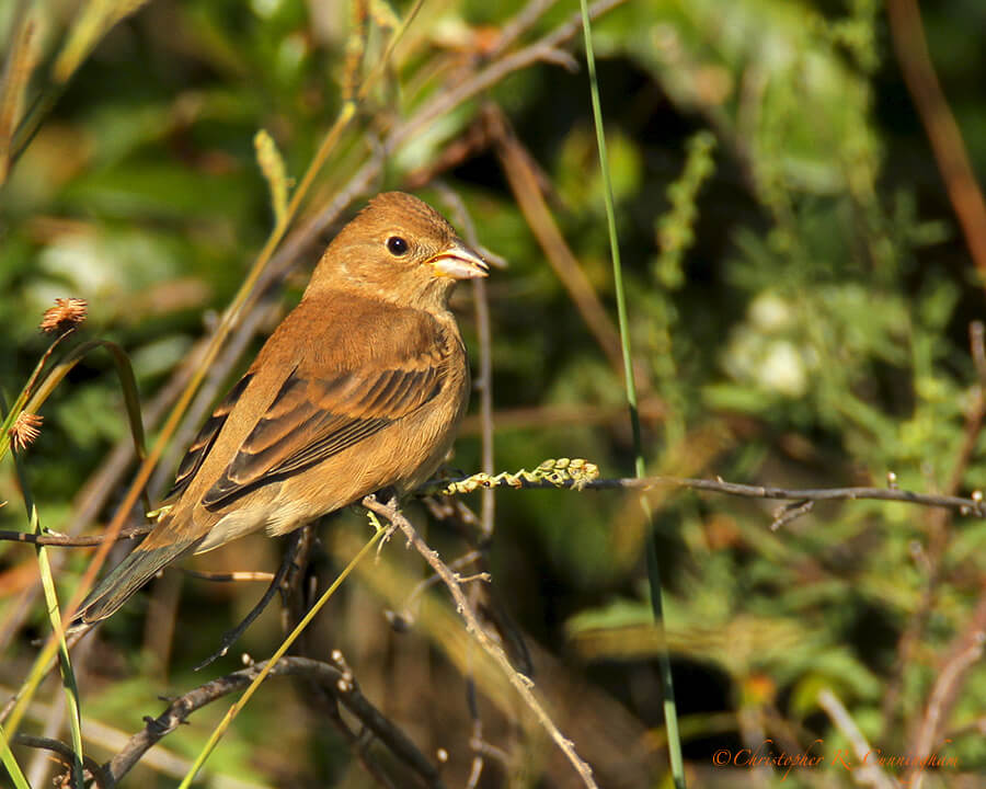 Munching Seeds: Female Indigo Bunting at Lafitte's Cove, Galveston Island, Texas