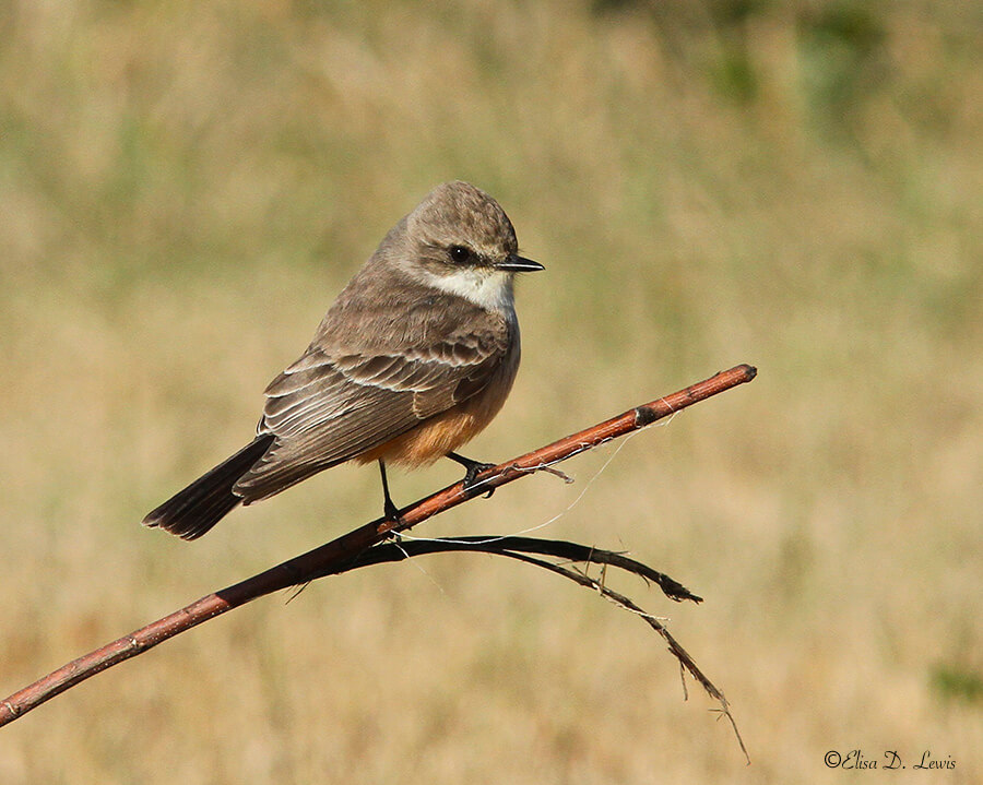 Female Vermilion Flycatcher at Anahuac National Wildlife Refuge, Texas