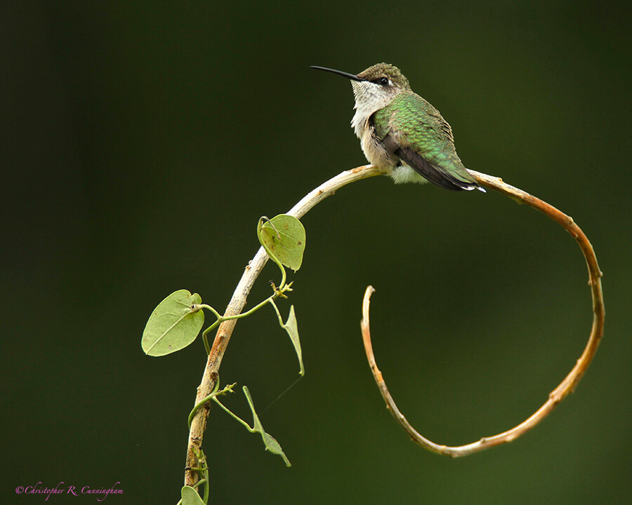 Juvenile male Ruby-throated Hummingbird in suburban Houston, Texas