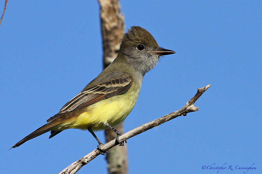 Great-crested Flycatcher at Anahuac National Wildlife Refuge, Texas.
