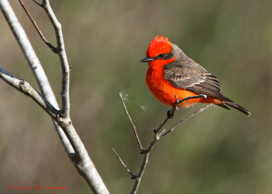 Male Vermilion Flycatcher at Anahuac National Wildlife Refuge, Texas