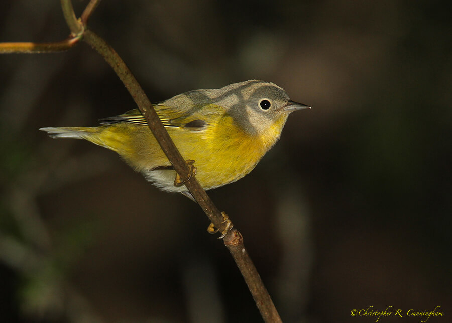 Nashville Warbler, Lafitte's Cove, Galveston Island, Texas.