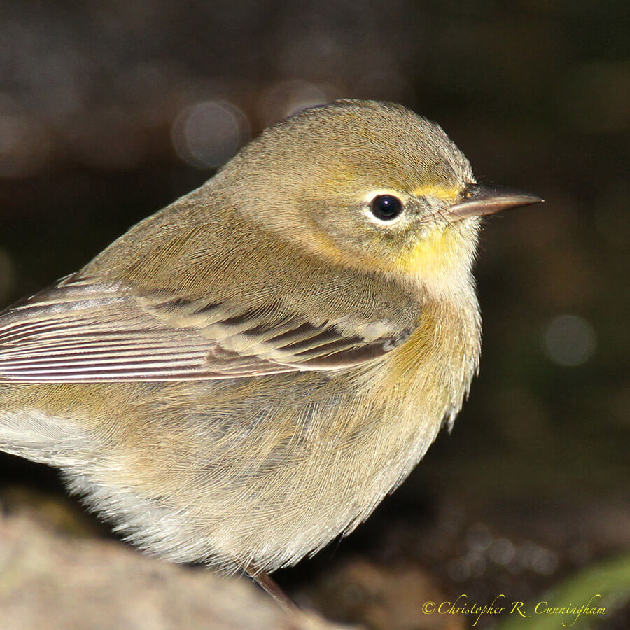 Portrait: Pine Warbler. Pine Warblers were the only warblers I saw at Lafitte's Cove last weekend.