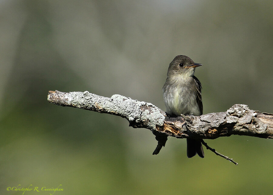 Yellow-bellied Flycatcher at Anahuac NWR