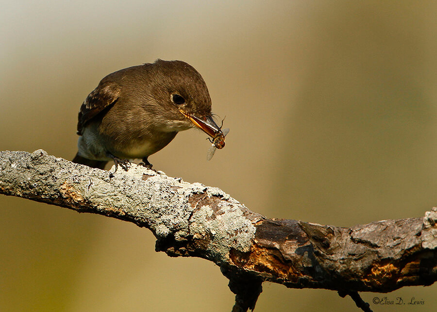 Yellow-bellied Flycatcher with bee fly at Anahuac National Wildlife Refuge.