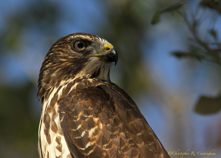 Portrait: Young Cooper's Hawk at Lafitte's Cove, Galveston Island, Texas.