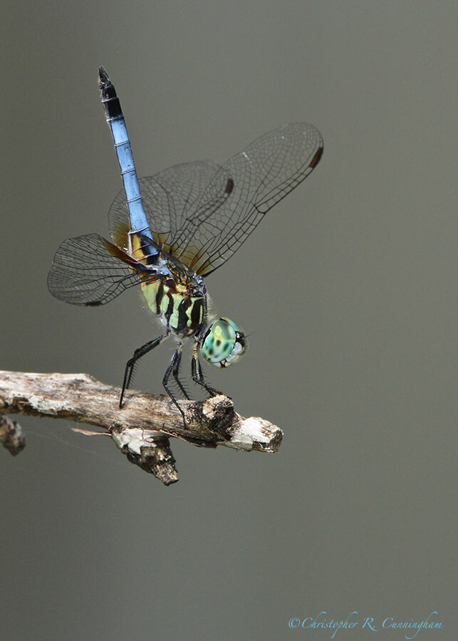 Male Blue Dasher in obelisk posture, Houston, Texas