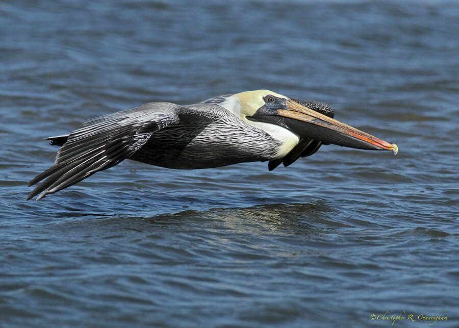 Wave Skimmer: Brown Pelican in Flight at East Beach, Galveston Island, Texas.