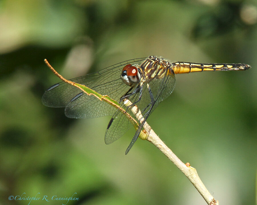 Female Blue Dasher at Lafitte's Cove, Galveston Island, Texas in mid-November.