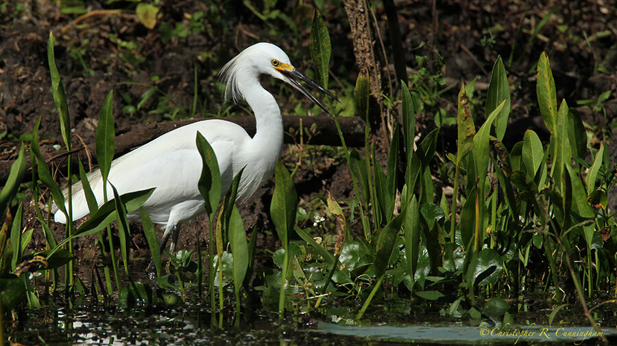 Gaping Snowy Egret at Elm Lake, Brazos Bend State Park. 