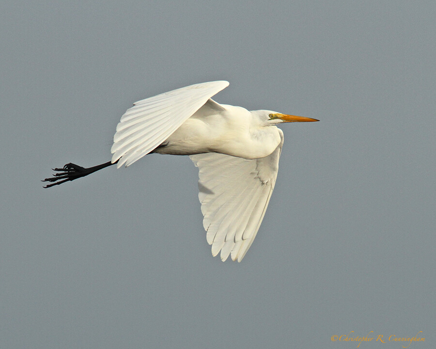 Great Egret in Flight at Dos Vacas Muertas, Galveston Island, Texas.