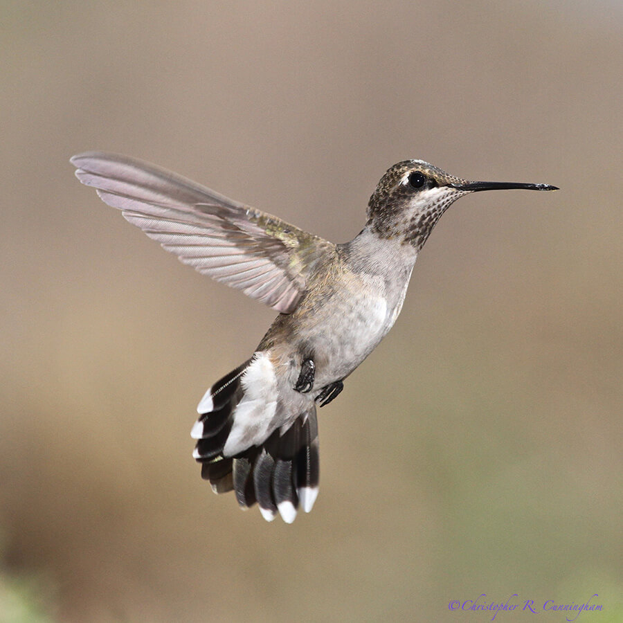 Immature Male Black-chinned Humminbird at Franklin Mountains State Park, West Texas.